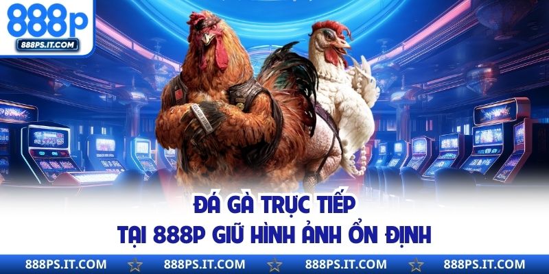 Đá gà trực tiếp tại 888P giữ hình ảnh ổn định